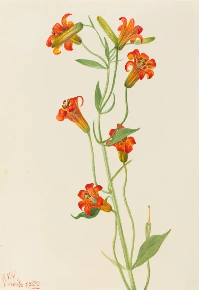 Small Tiger Lily Lilium Parvum