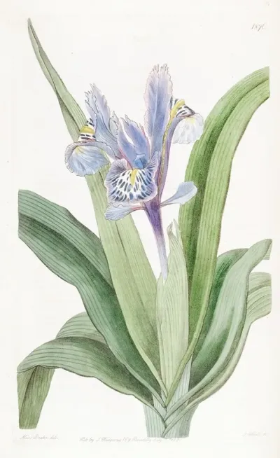 Small Winged Iris