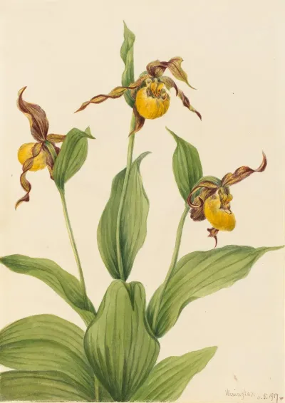 Small Yellow Ladyslipper Cypripedium Parviflorum 2