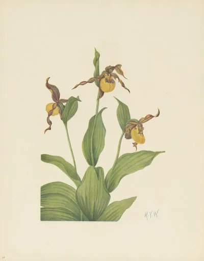 Small Yellow Ladyslipper Cypripedium Parviflorum 3