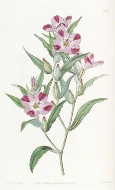 Smart Godetia