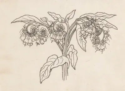 Smeerwortel