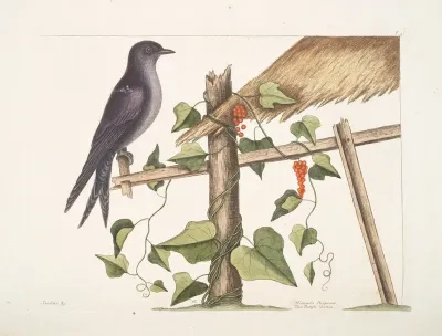 Smilax Hirundo Purpurea The Purple Martin