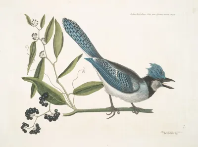 Smilax Loevis Lauri Folio Non Serrato Baccis Nigris The Bay Leaved Smilax Pica Cristata Carulea The Crested Jay