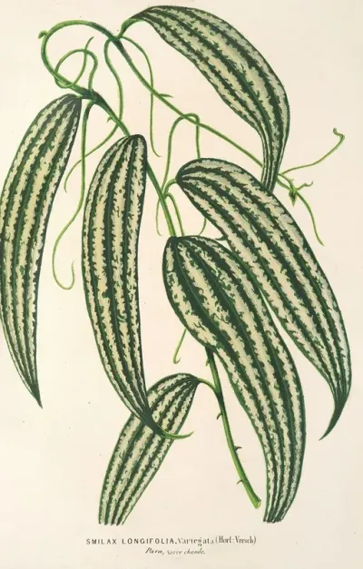 Smilax Longifolia Fol Variegata