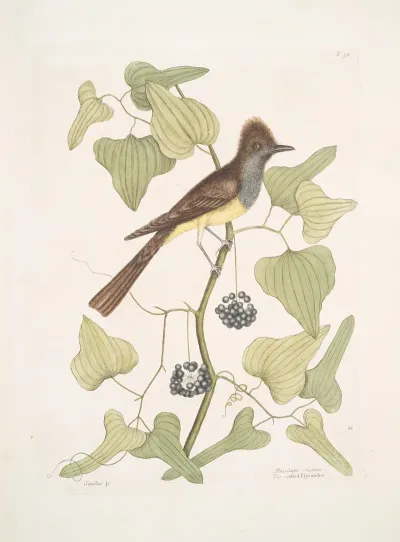Smilax Muscicapa Cristata The Crested Flycatcher