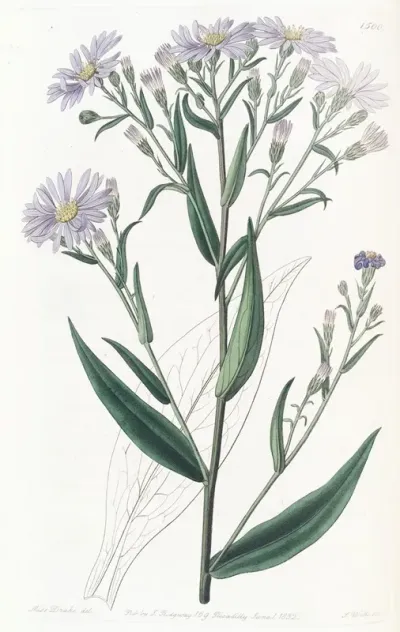 Smooth Aster