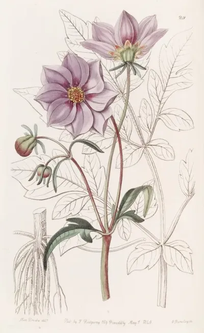 Smooth Dwarf Dahlia