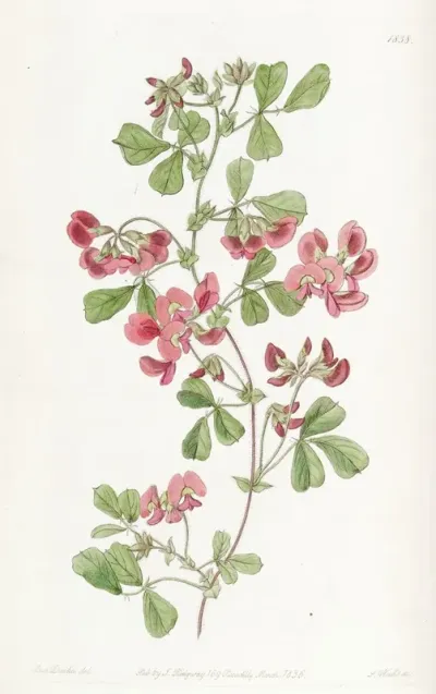 Smooth Leaved Kennedya