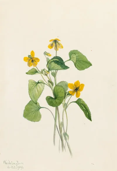 Smooth Yellow Violet Viola Eriocarpa 2