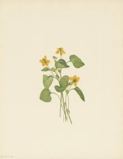 Smooth Yellow Violet Viola Eriocarpa 3