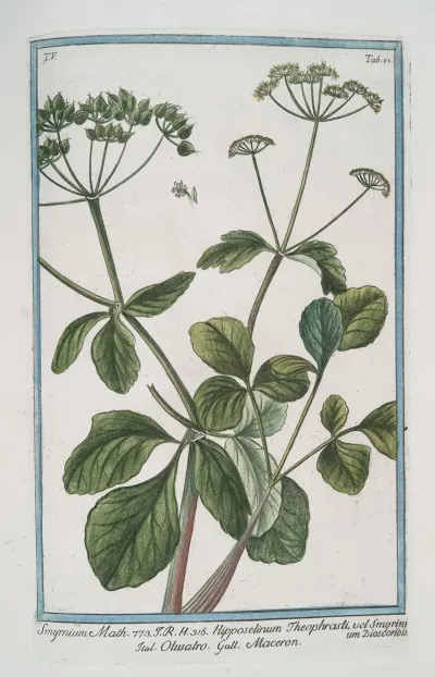 Smyrnium Math Hipposelinum Theophrasti Vel Smyrinium Dioscoridis Olusatro Maceron Alexanders Black Lovage Black Potherb Horse Parsley