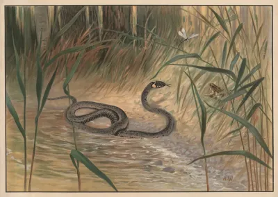 Snake