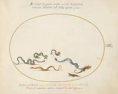 Snakes And A Lizard