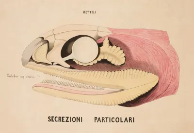 Snakes Head The Glands Associated With The Oral Cavity