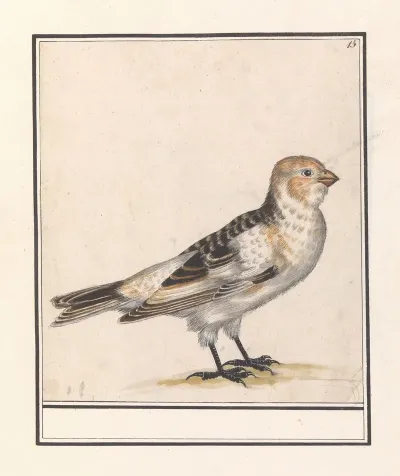 Sneeuwgors Plectrophenax Nivalis