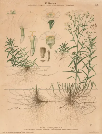 Sneezewort