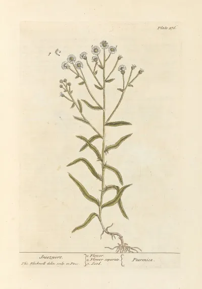 Sneezwort