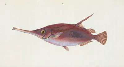 Snipe Or Trumpet Fish Centriscus Scolopax