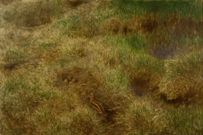 Snipes Nest