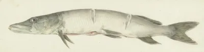 Snoek Met Twee Inkepingen Op De Rug