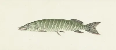 Snoek