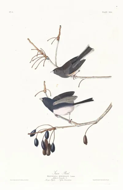 Snow Bird 2