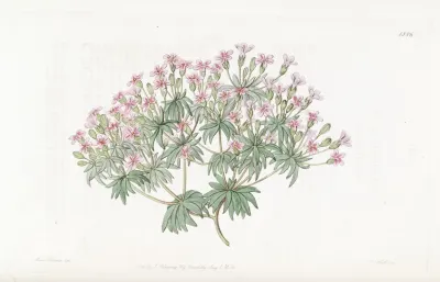 Snow Douglasia