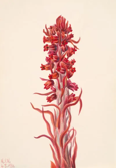 Snow Plant Sarcodes Sanguinea 2