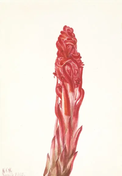 Snow Plant Sarcodes Sanguinea
