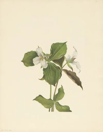 Snow Trillium Trillium Grandiflorum 2