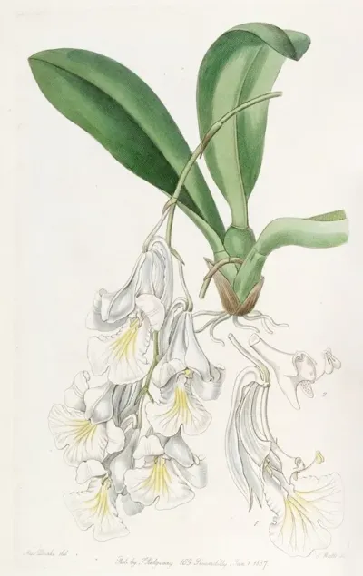 Snow White Burlingtonia