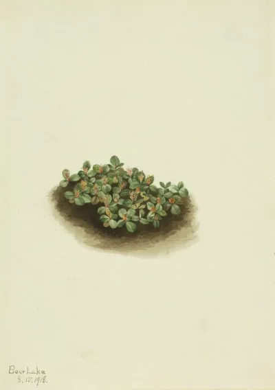 Snow Willow Salix Nivalis 2