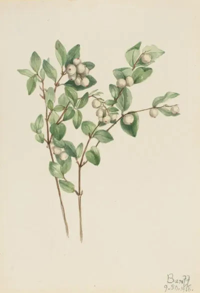 Snowberry Symphoricarpos Albus