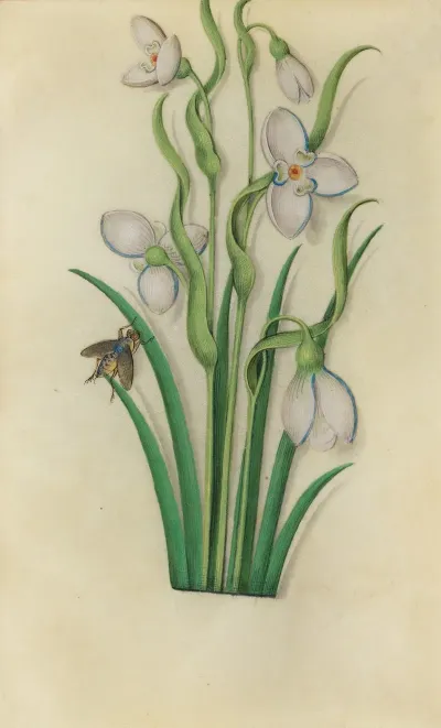 Snowdrop Galanthus Nivalis With A Fly