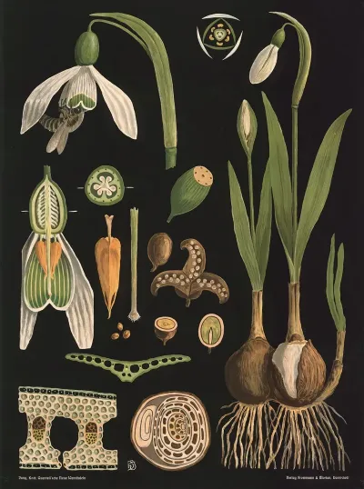 Snowdrop Galanthus Nivalis