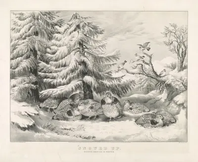 Snowed Up Ruffed Grouse In Winter