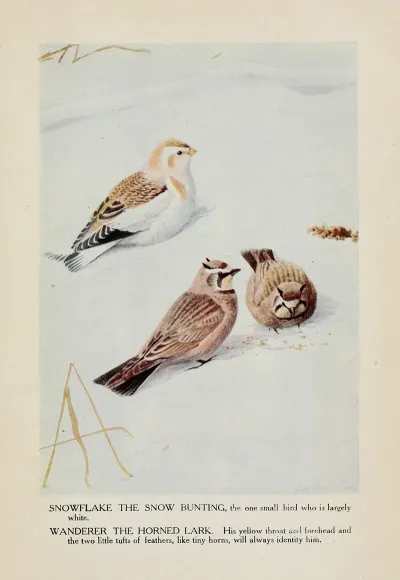 Snowflake The Snow Bunting Wanderer The Horned Lark