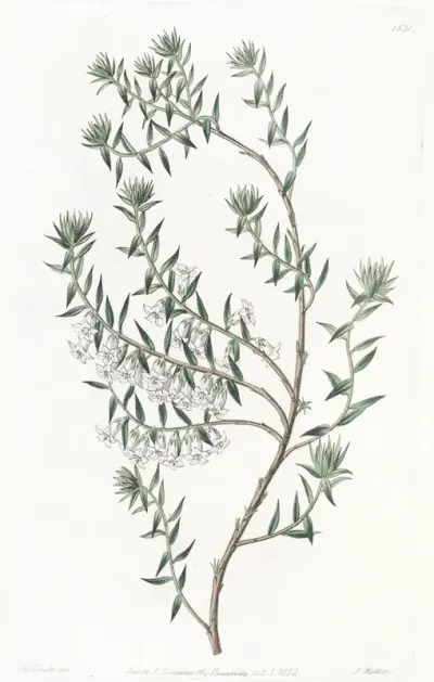 Snowy Epacris