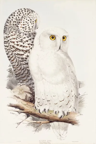 Snowy Owl 3