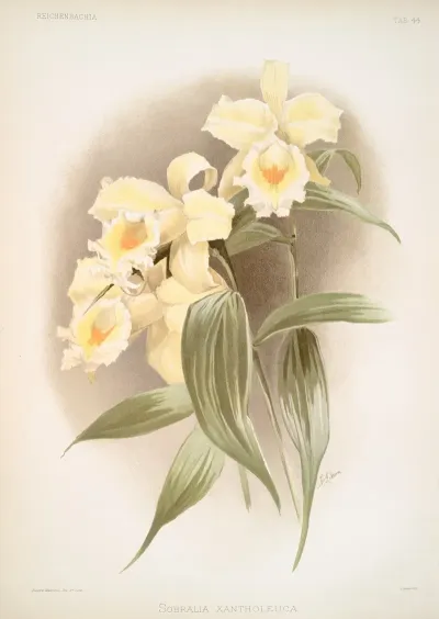 Sobralia Xantholeuca