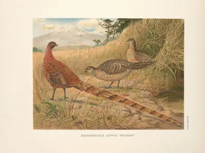 Soemmerings Copper Pheasant Syrmaticus Soemmerringi Soemmerringi