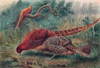 Soemmerrings Pheasant