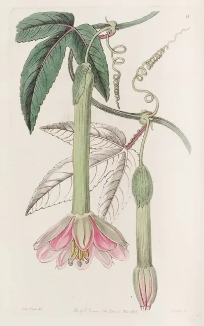 Soft Leaved Tacsonia