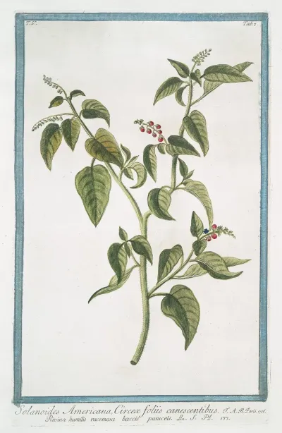 Solanoides Americana Circeae Foliis Canescentibus Rivina Humilis Racemosa Baccis Puniceil Rouge Plant Pigeon Berry Blood Berry Baby Pepper