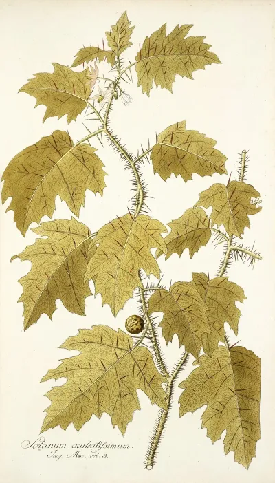 Solanum Aculeatissimum