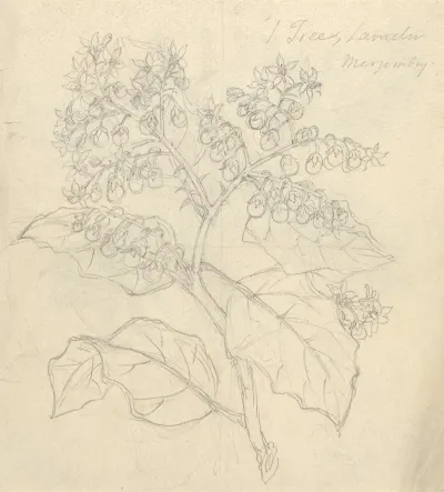 Solanum Adoense