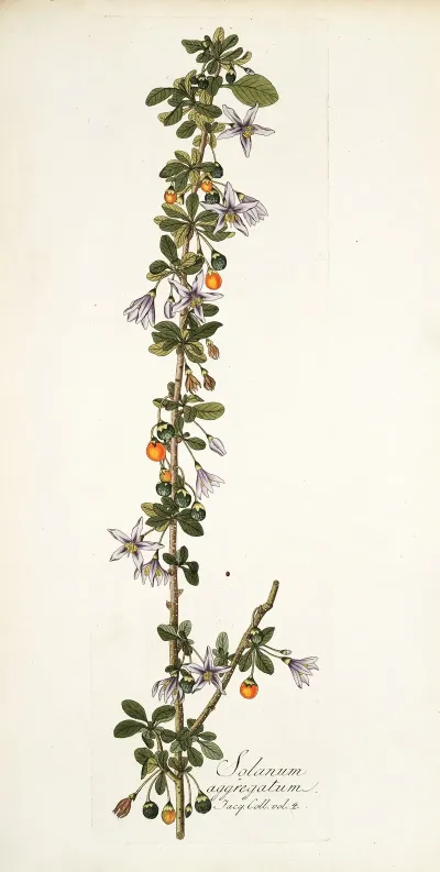 Solanum Aggregatum