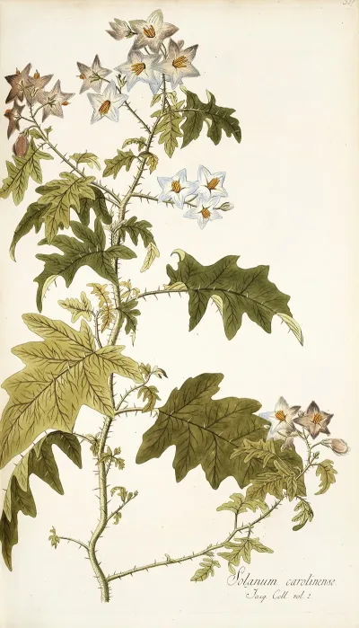 Solanum Carolinense