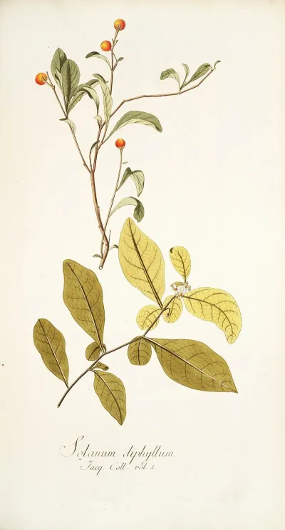 Solanum Diphyllum